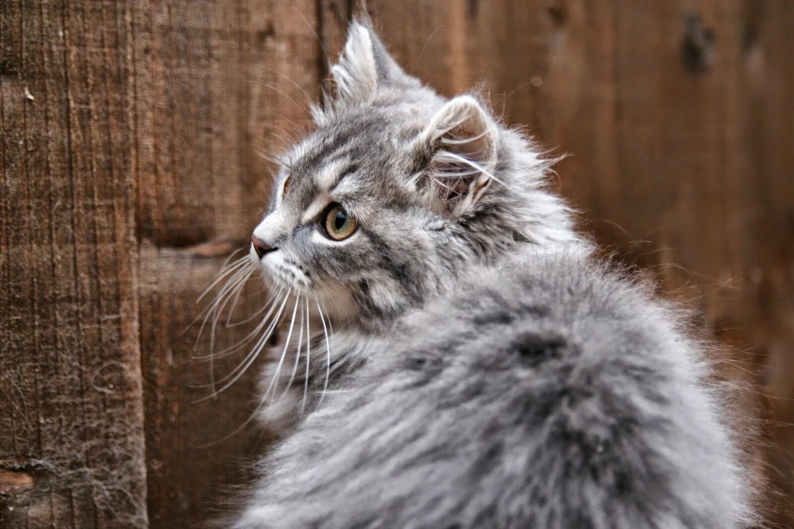 Сибирская кошка серая