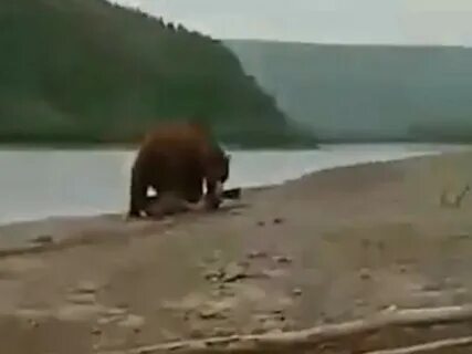Медведи на пляже на байкале