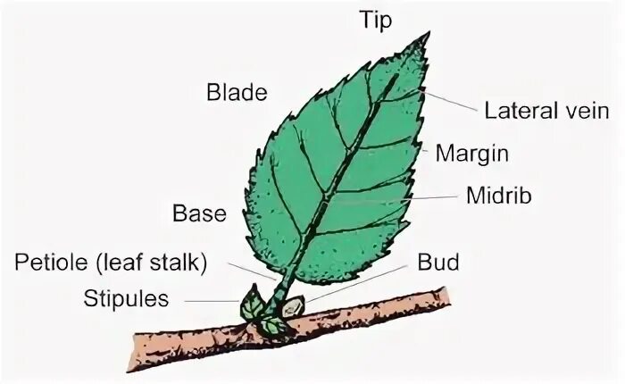 Leaf parts. Leaf leaves правило. Leaf parts. Stem and leaf diagrams. Leaf parts.