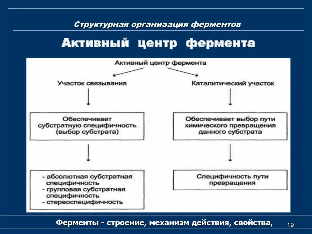 2 группы ферментов. Структурно-функциональная организация ферментов. Структурно функциональная организация активного центра фермента. Структурная организация ферментов биохимия. Строение активного центра биохимия.