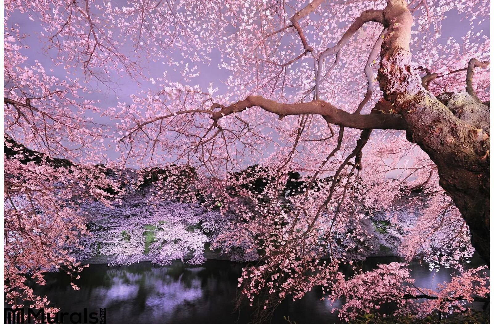 Что такое сакура дерево. Умэ дерево. Япония дерево Сакура. Цветение Сакуры. Сакура цветет.