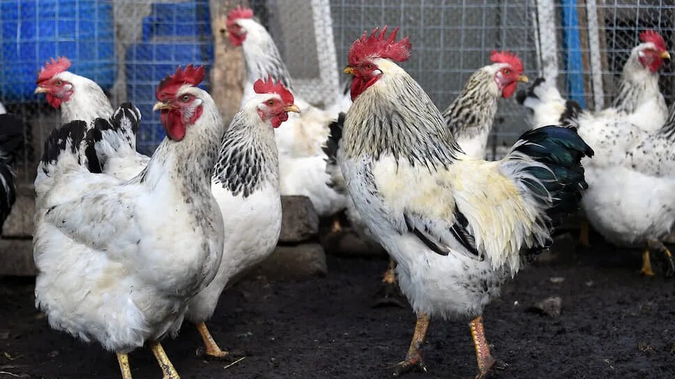 Цыплята родонит. Курицы самары. Курица рыжая несушка фото 3 месяца. Самарские курочки. Куры самары.