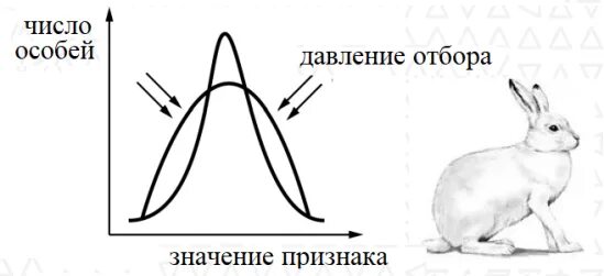 Какую форму отбора иллюстрирует данный рисунок. Естественный отбор зайцы. Стабилизирующий отбор у Зайцев. Пользуясь рисунком определите какую форму естественного отбора. Какую форму отбора иллюстрирует схема.