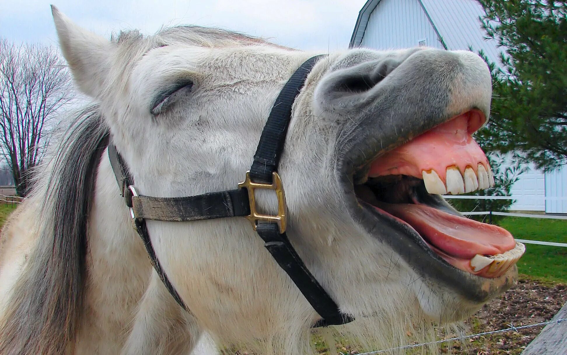 Лошадиные зубы. Лошадь ржет. Лошадь смеется. Белая лошадь ржет.