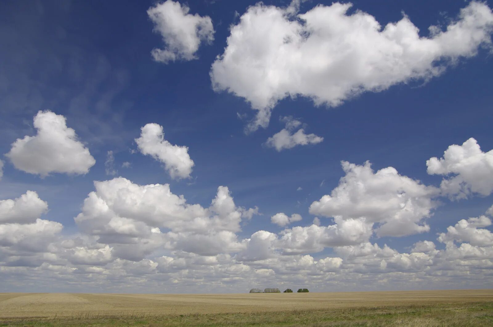 природа оренбургской степи. оренбург степи. оренбургские просторы. степной 1 оренбург. одинокий тополь в калмыкии.