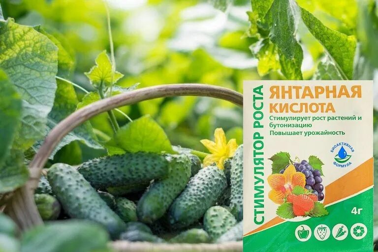 Янтарная кислота стимулятор роста растений. Регулятор роста янтарин 100 мл. Семена удобрения. Регулятор роста янтарин 100 мл. Подкормка для цветов кислота.