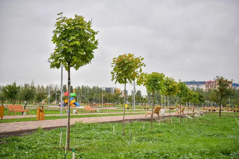 Какие деревья высаживают в парках. Клен остролистный globosum. Платаны в парке Краснодар. Платаны сквер Черняховского. Дерево парк Бишкек.