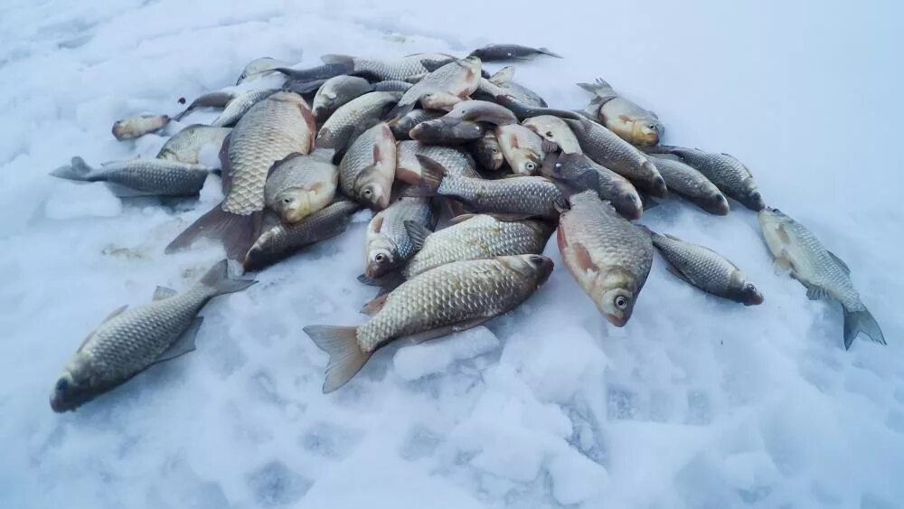 Карповское водохранилище рыбалка. Зимняя рыбалка. Зимняя платная рыбалка. Зимняя рыбалка рыба. Пруд улов