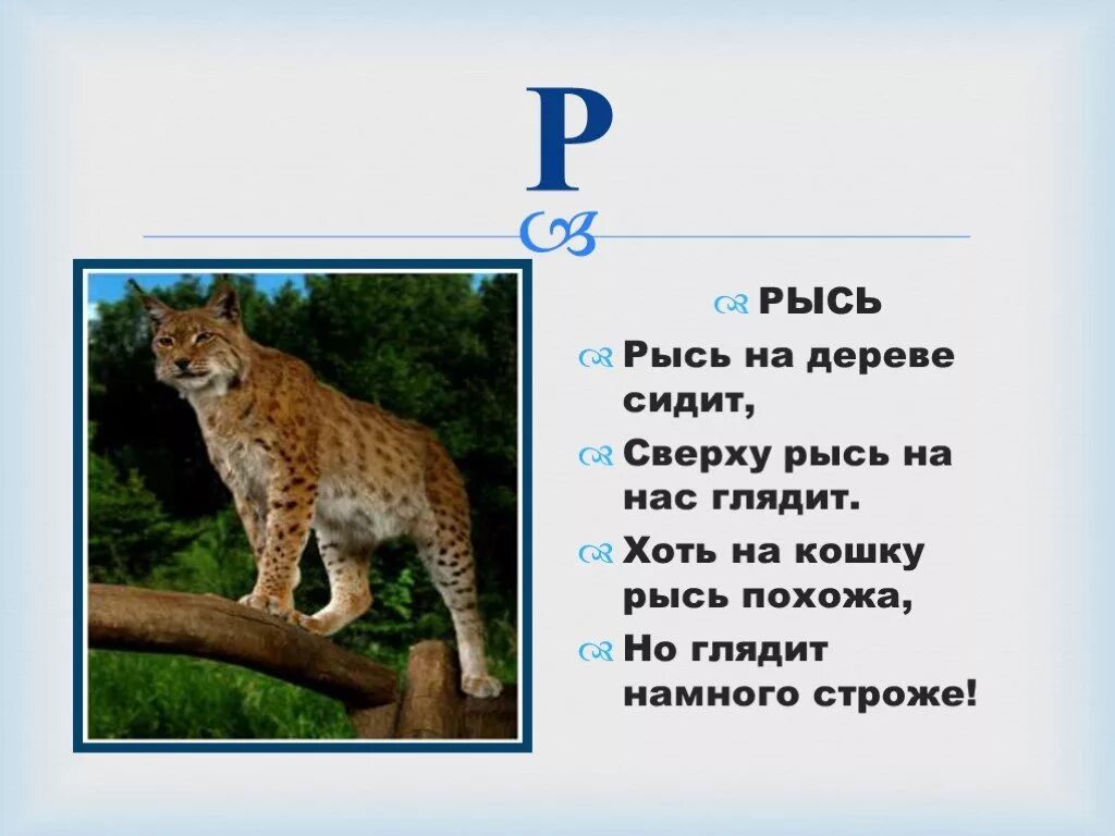 Рысь стих. Животные на букву р. Стихи про Рыся. Стихотворение про Рысь. Рысь для детей.