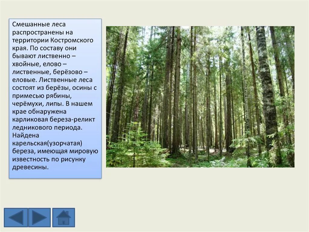 Какие леса встречаются на территории. Смешанные леса. Елово лиственные леса. Описание Лиственичного леса. Смешанный лес презентация.