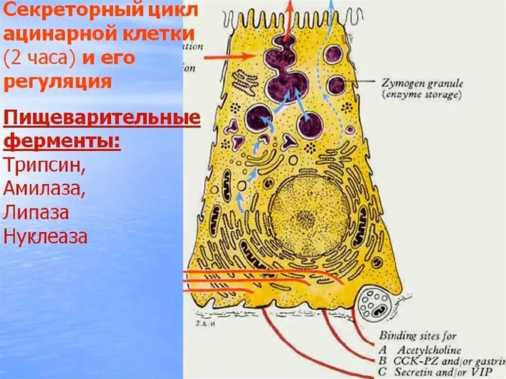 Схема секреторного цикла железистой клетки. Схема секреторного цикла тироцитов гистология. Строение секреторных клеток. Фазы секреторного цикла гистология. Секреторные б клетки