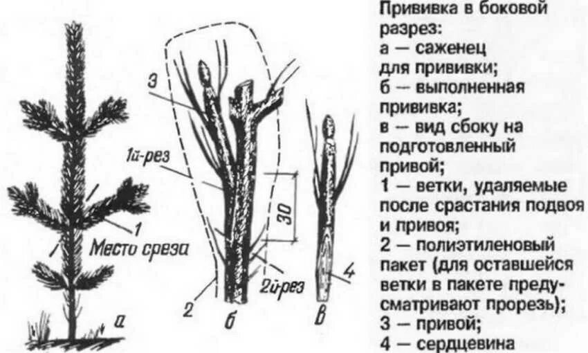 Прививка хвойных. Сосна обыкновенная на штамбе. Прививка хвойных в расщеп верхушечного побега. Привой сосны обыкновенной. Прививка хвойников на штамб.