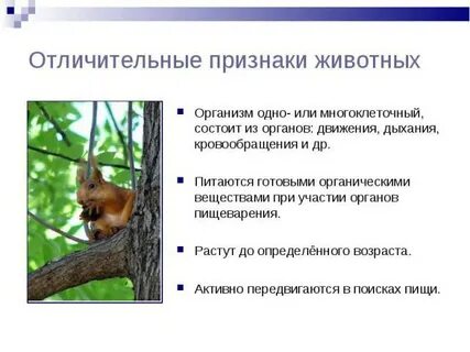 10 признаков животных