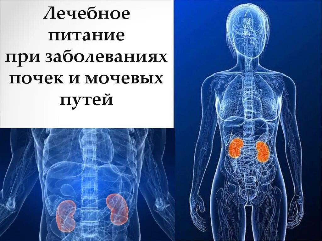 Продукты при заболевании почек. Лечебное питание при заболеваниях почек. Заболевания почек и мочевыводящих путей. Лечебное питание при заболеваниях почек и мочевыводящих путей. Диета при болезнях мочевыделительной системы.