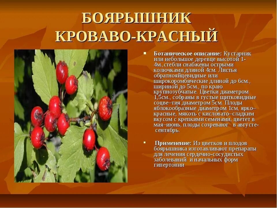 Боярышник содержание