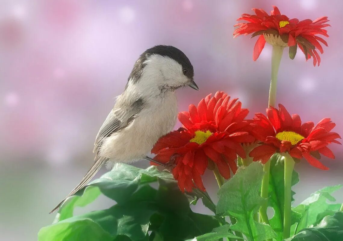 Добрый день птички. Цветы и птицы. Доброе утро птички. Природа цветы птицы.