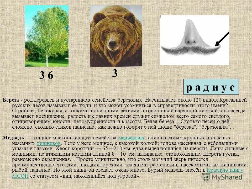 слова в среднем роде. береза род существительного. имена существительные общего рода. кофе какой род существительного. береза род существительного.