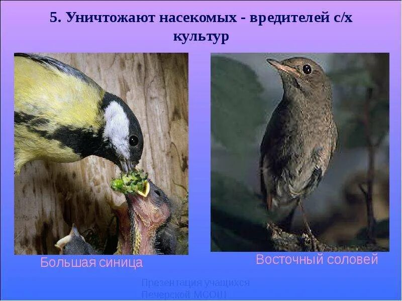 Значение птиц в природе конспект. Роль птиц в жизни человека. Роль птиц в природе. Значение птиц в природе. Польза птиц в природе и жизни человека.