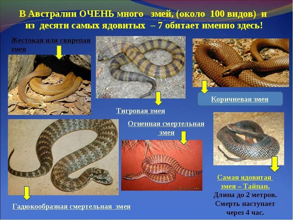 Виды змей. Ядовитые змеи и их названия. Yadovitie zmeyi. Неядовитые змеи.