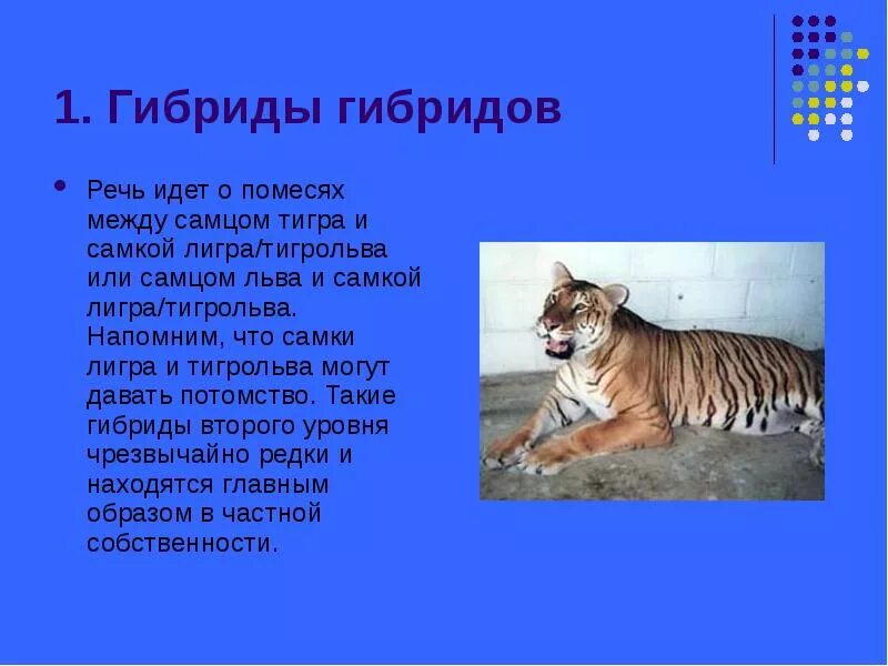 Описать гибридов. Доклад на тему гибриды. Сообщение о гибриде. Доклад на тему гибридное животное. Гибриды животных презентация.