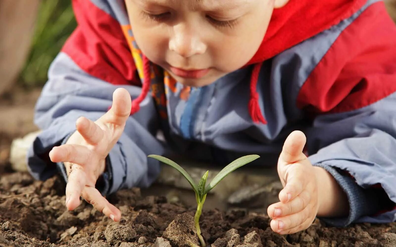 Почва для детей. Ребенок с росточками в руках. Изучение природы. Природа для дошкольников. Тщательно наблюдал