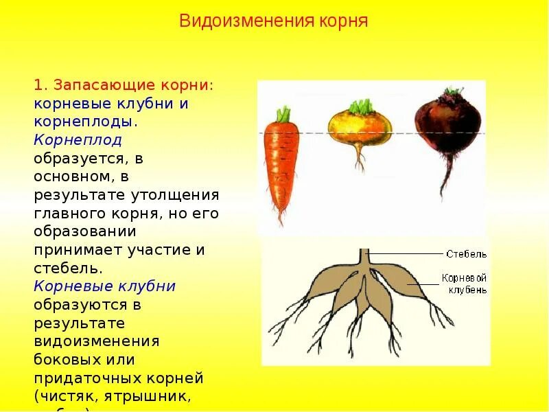 Растений является видоизмененным корнем