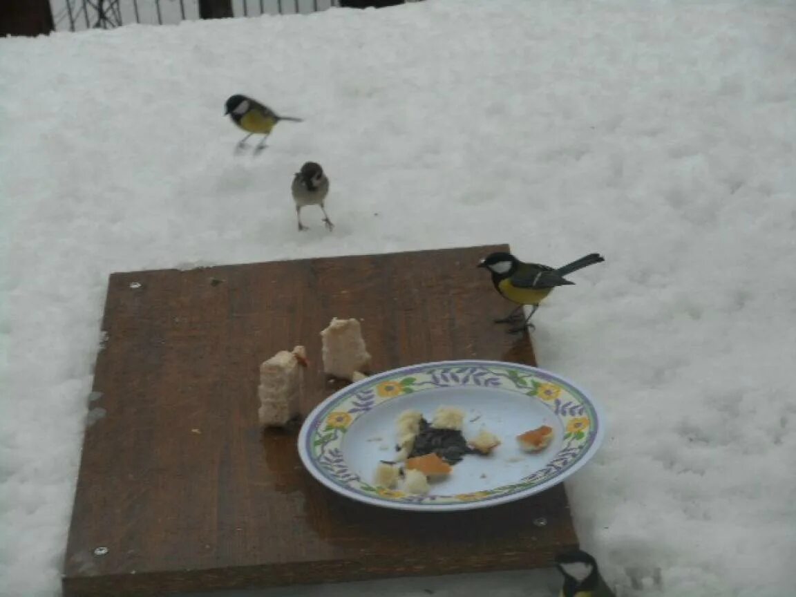 Подкормка птиц зимой фото. Корм для птиц в кормушку. Зимующие птицы синица. Рисунок подкормка птиц зимой. Подкормка для птиц своими руками зима.