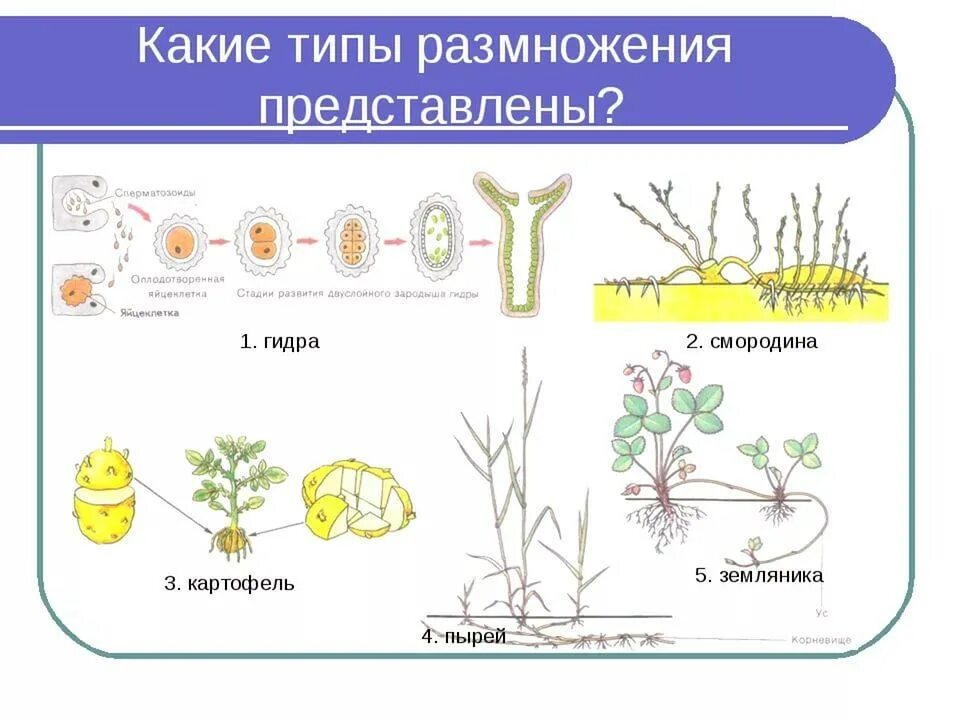 Назовите тип размножения