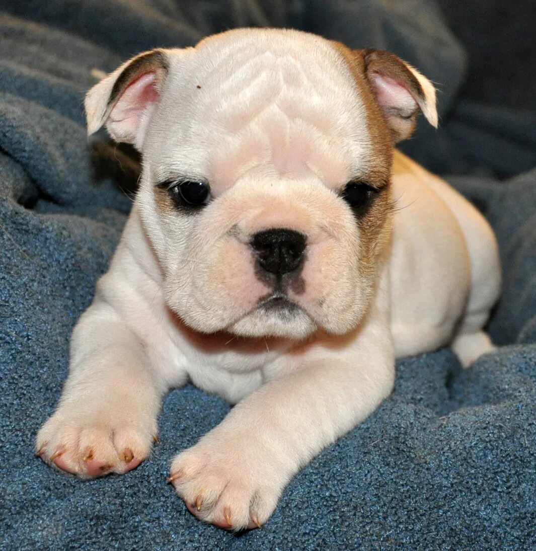 ирландский бульдог. как выглядит щенок бульдога. как выглядит щенок бульдога. маленький бульдог порода. как выглядит щенок бульдога.