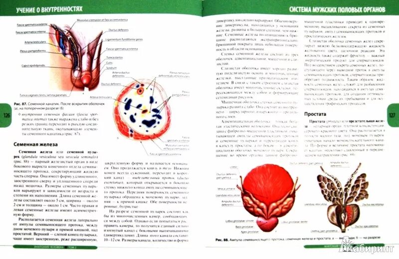 спланхнология методичка. спланхнология методичка. спланхнология методичка. гайворонский сосудистая система методичка. спланхнология рабочая тетрадь.