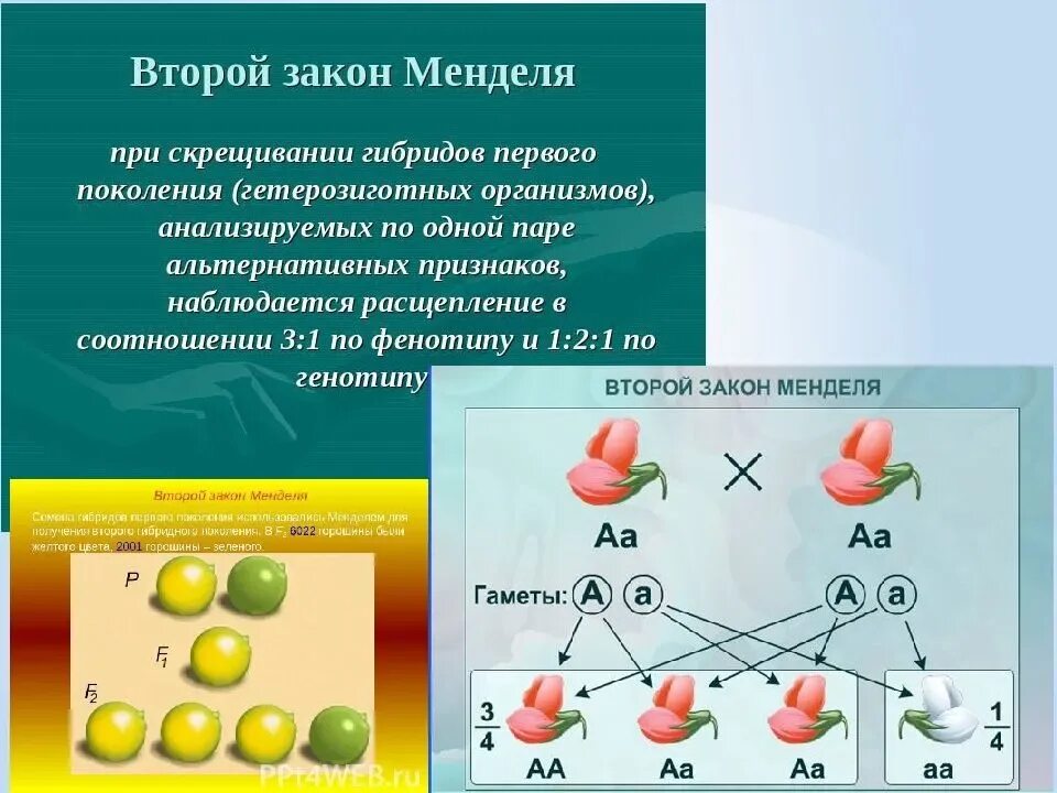 В каких случаях при скрещивании чистых линий. Наследственные закономерности закон Менделя. 9. Закономерности наследования признаков: законы Менделя.. Законы Менделя биология 9 класс 1 закон. Схемы скрещивания 1 и 2 закон Менделя.