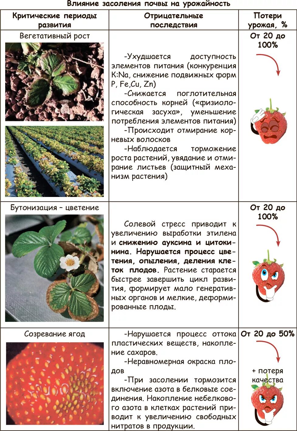 Сколько дает клубника. Схема удобрение земляники. Схема подкормки клубники таблица. Таблица обработки и подкормки клубники. Схема обработок и подкормок клубники.