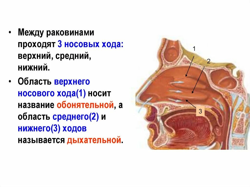 Обонятельная область носа. Область верхнего носового хода. Верхняя раковина носовой полости. Верхний носовой ход. Анатомия среднего носового хода.