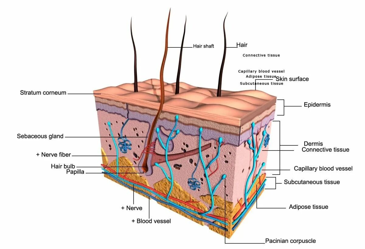 Строение дермы кожи человека. Дерма эпидермис анатомия. Покровная система кожа строение. Система органов покровная система ,кожа.