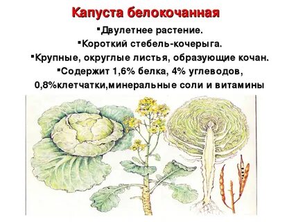 Капуста это растение