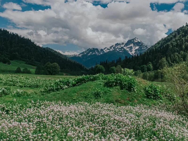 Альпийские луга абхазия. Альпийские луга гагра. Домики в горах абхазия альпийские луга. Альпийские луга абхазия. Альпийские луга в абхазии в апреле.
