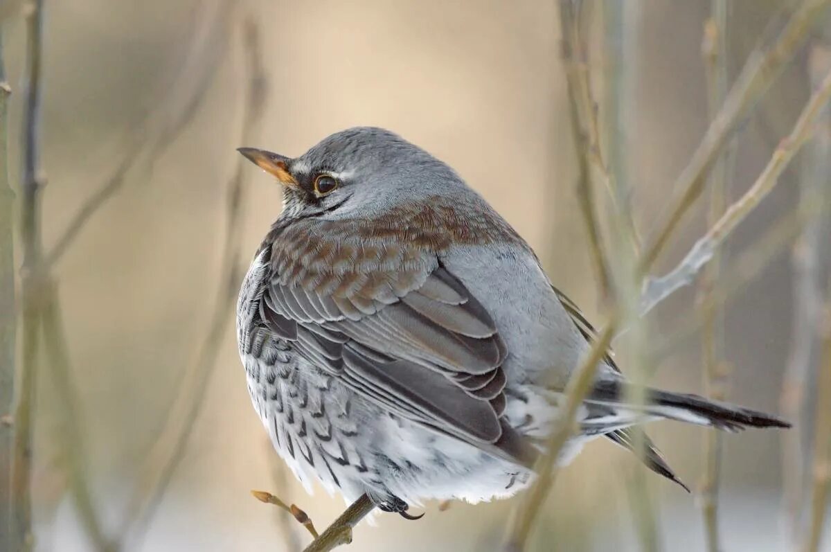 Рябинник (turdus pilaris. Птица похожая на воробья но крупнее в Москве. Птица похожая на воробья но крупнее зимой. Дрозд рябинник серая птица размером с голубя.