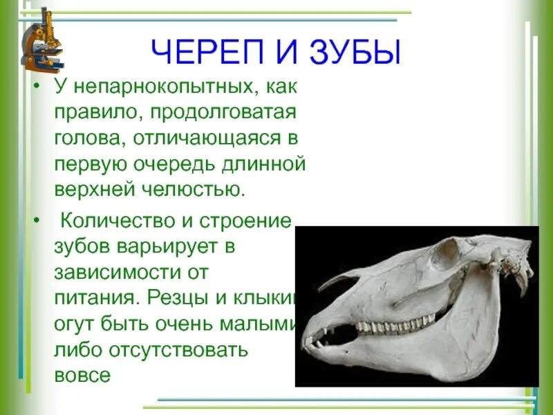 Особенности зубной системы парнокопытных. Непарнокопытные зубная формула. Строение зубов непарнокопытных. Зубная система отряд парнокопытные. Отряд непарнокопытные зубная формула.