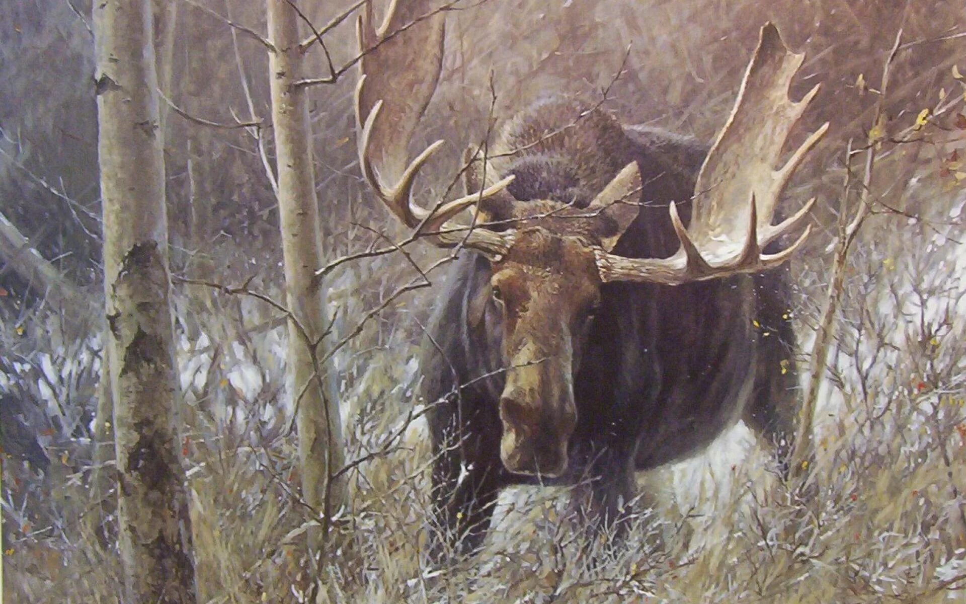 Лоси на стене. Robert Bateman Лось.