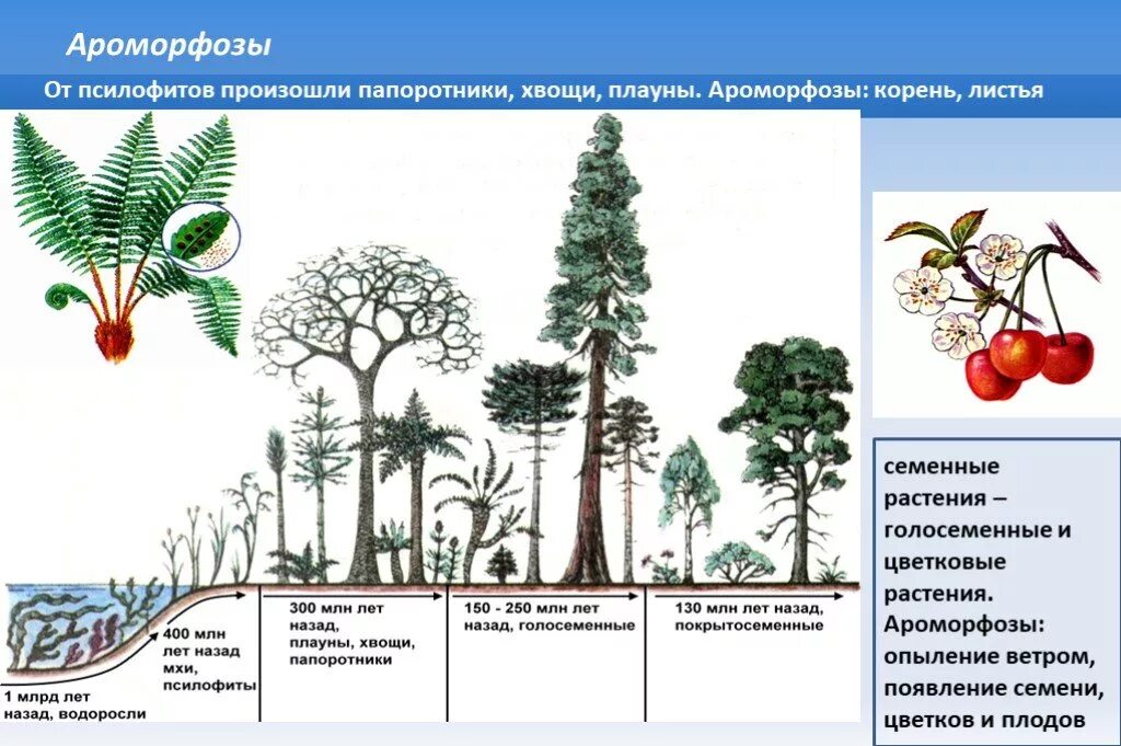 Водоросли хвощи покрытосеменные голосеменные. Псилофиты Эволюция. Ароморфозы папоротниковидных растений. Эволюция папоротники Голосеменные. Ароморфозы семенных папоротников.