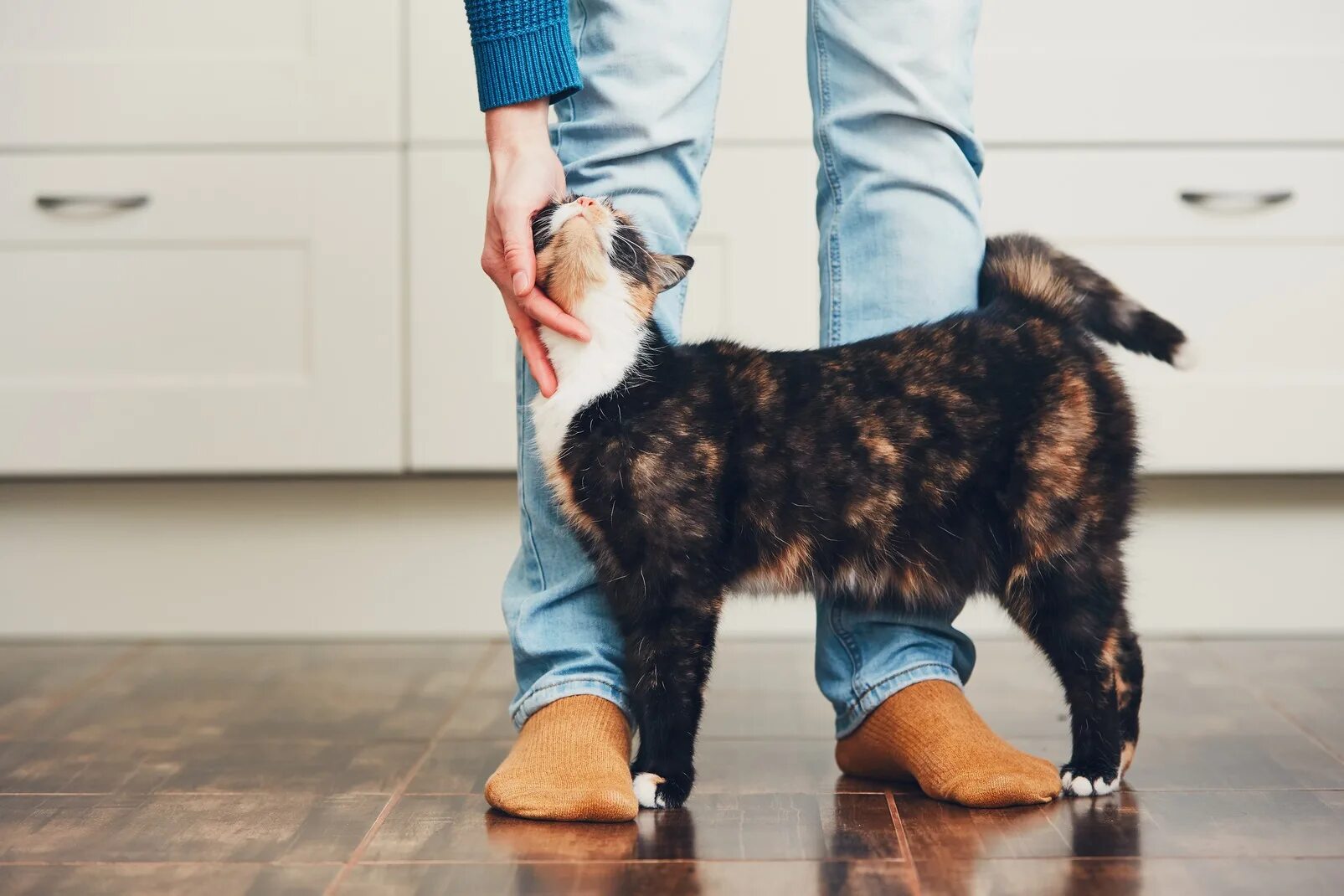 Now only cats will follow me