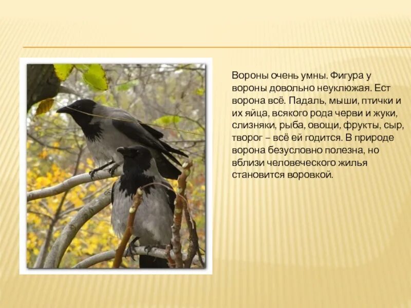 Подумай какие у ворон есть интересные повадки. Информация о воронах. интересные факты о вороне. описание о вороне. ворона доклад.