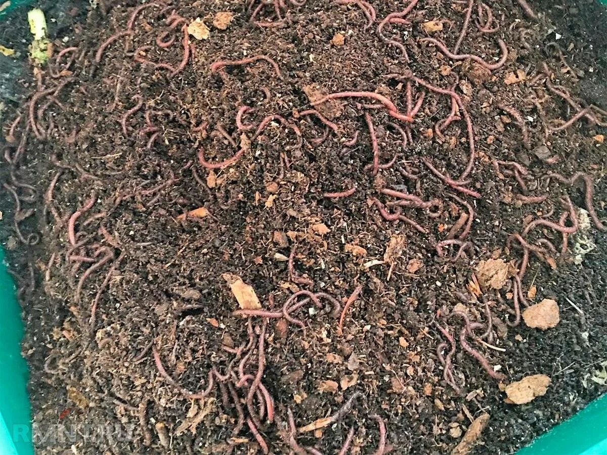 Домашний биогумус. Биогумус калифорнийский червь. Биогумус калифорнийские черви. Компостные калифорнийские черви. Калифорнийский червь навозный червь.