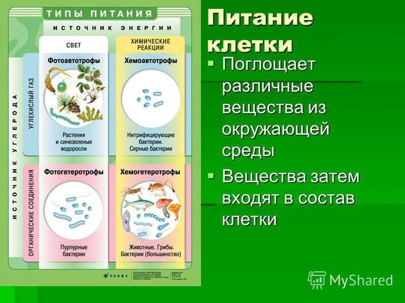 Осуществляют питание клетки. Питание клетки. Питание клетки человека. Питание для клеток организма. Как питается клетка.