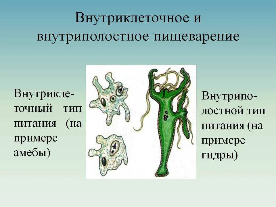 Внутриполостное пищеварение примеры животных. Пищеварение внутриклеточное и внутриполостное. внутриклеточное пищеварение гидры. внутриклеточное и внутриполостное пищеварение у гидры. внутриклеточное пищеварение у кишечнополостных.