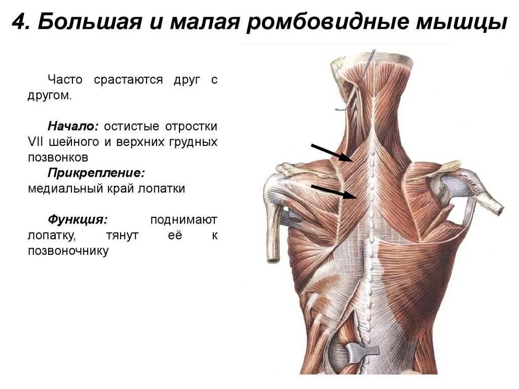 Трапециевидная функция. Функции мышц спины ромбовидная мышца. Малая ромбовидная мышца спины. Большая и малая ромбовидные мышцы функции. Ременная мышца головы и шеи прикрепляется.