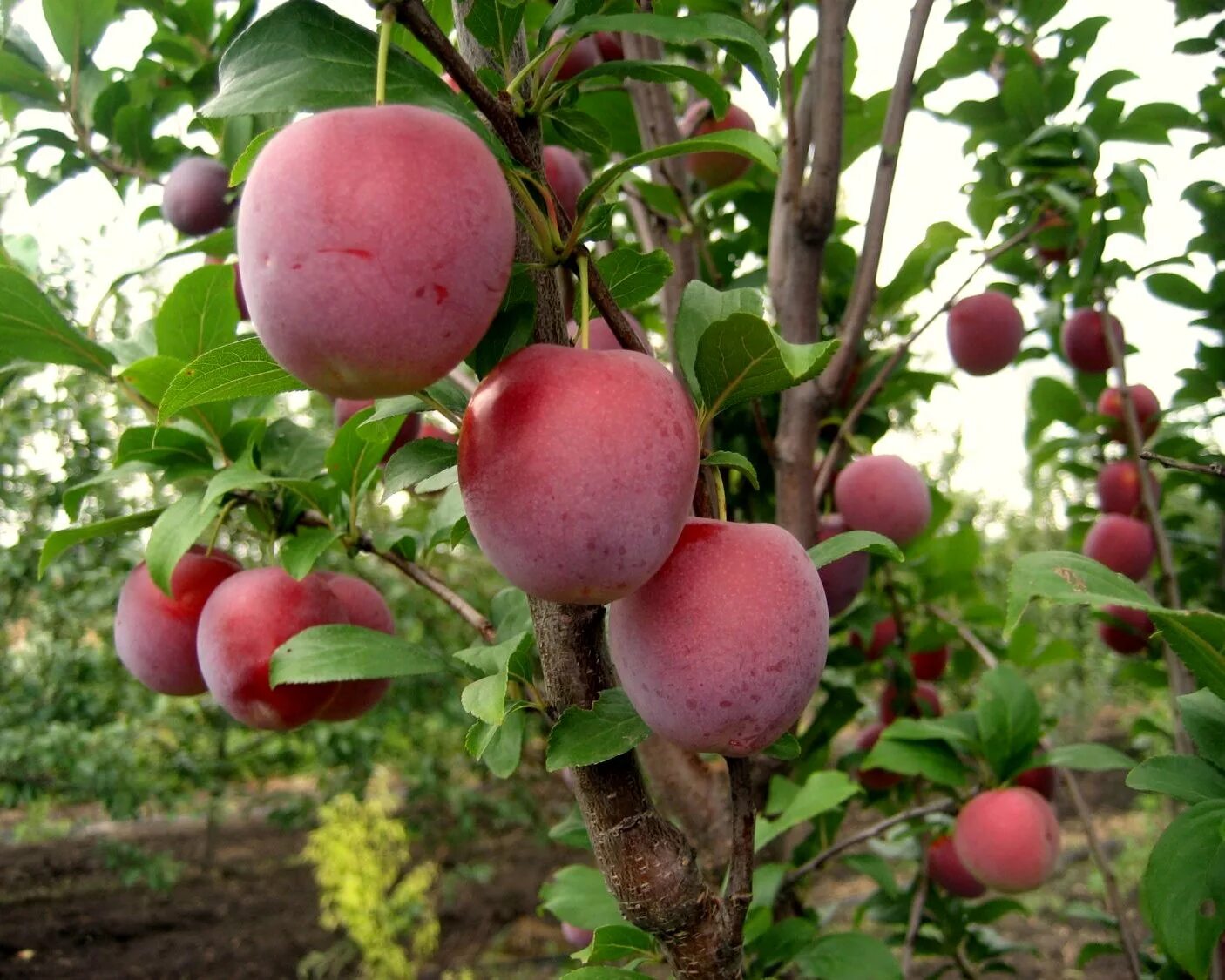 Алыча империал колоновидная. Слива ("колонновидная") империал. Слива пирамидальная империал. Колоновидной сливы империал. Персик штайнберг колоновидный.