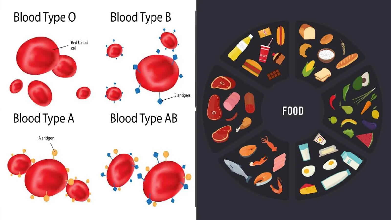 Как по английски кровь. Blood Type. Ab Blood Type. Blood Types in English. Плакат группа крови.