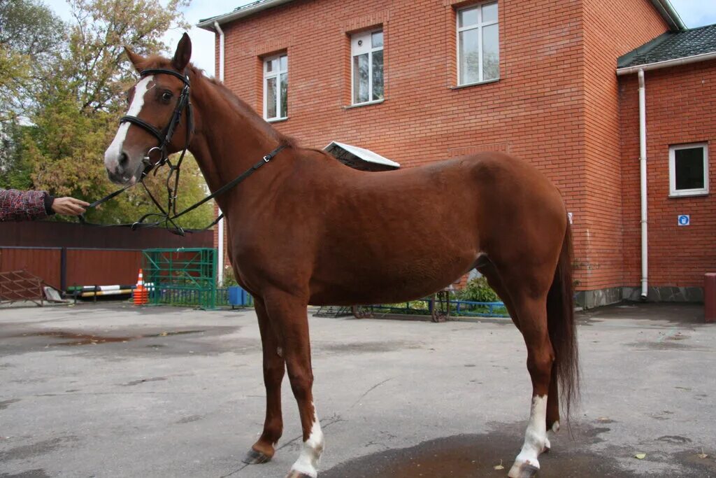 Кск фили. Парк фили кони. Детский парк фили конюшня. Аве кск фили. Кск фили.