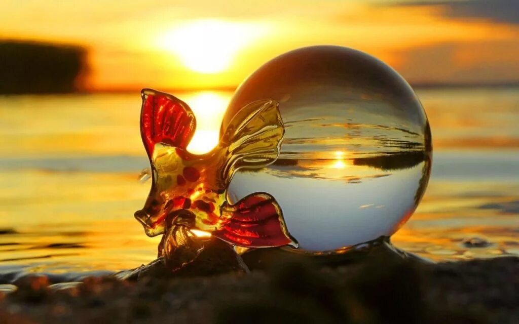 Самые исполняющие желания. Исполнение желаний. Золотая рыбка исполняет желания. Исполнение мечты фото. Золотая рыбка в море.